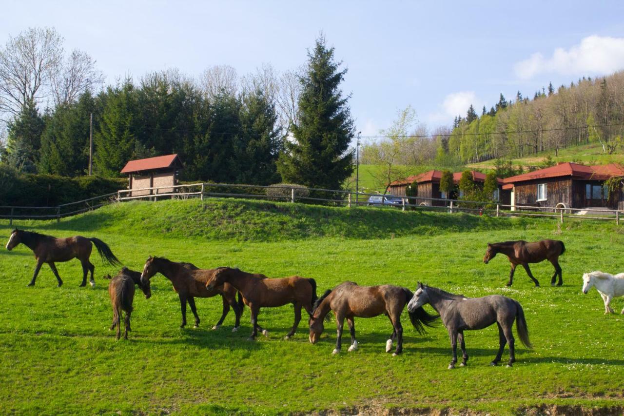 Szalas Muflon - Mufflonhuette Jelenia Gora Exterior photo
